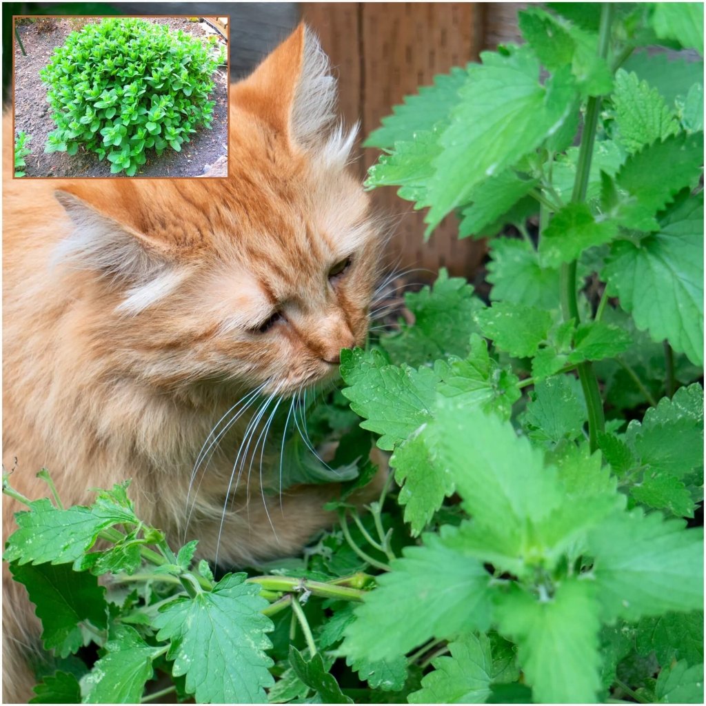 Catnip seeds - Happy Valley Seeds