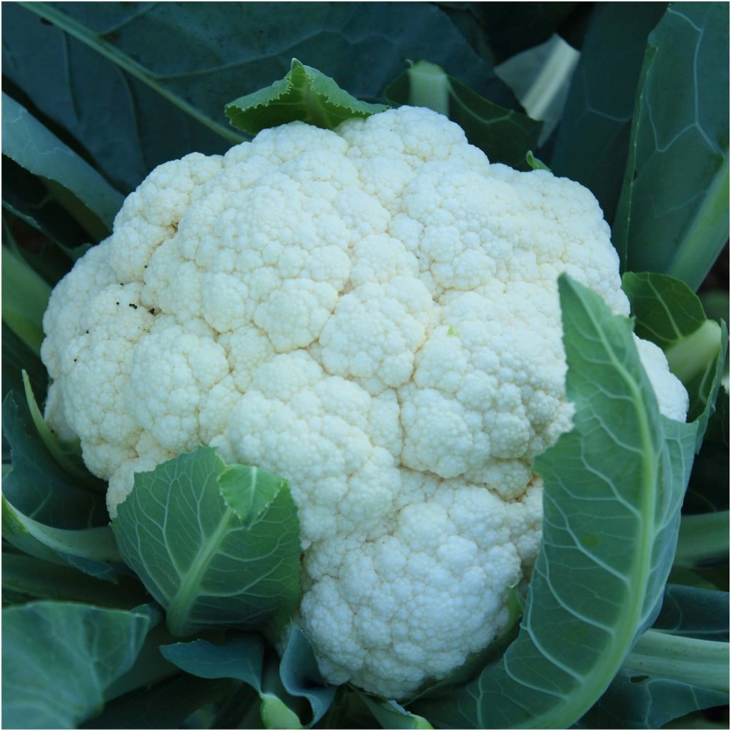 Cauliflower - Alpha seeds - Happy Valley Seeds