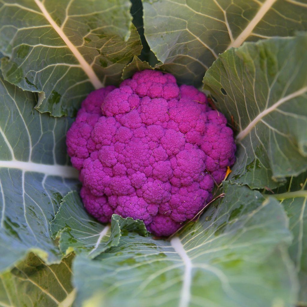 25 Graffiti Purple Cauliflower Seeds – Fresh Heirloom Seeds – Partial Shade Spring Planting