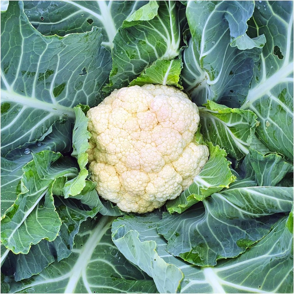 Cauliflower - Phenomenal Early seeds - Happy Valley Seeds