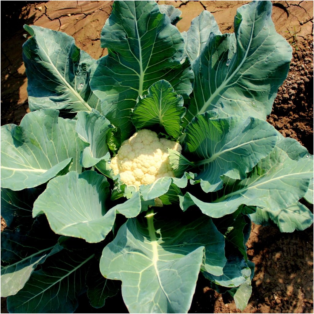 Cauliflower - 'Selection 174' seeds - Happy Valley Seeds