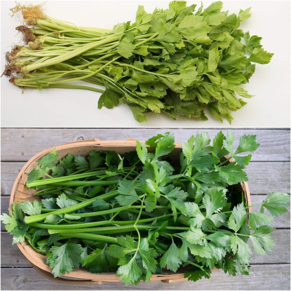 Celery - Light Green seeds - Happy Valley Seeds
