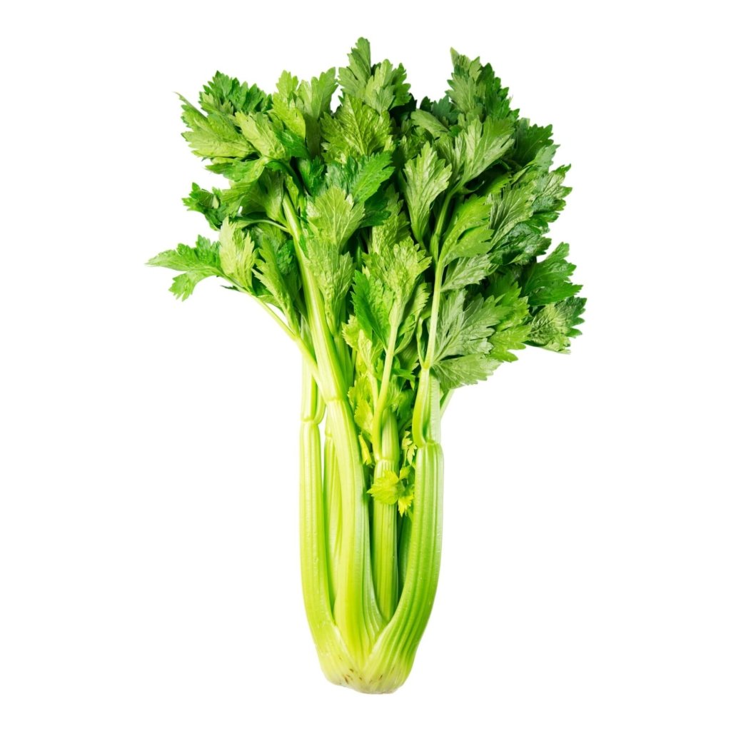 Celery - Tall Utah seeds - Happy Valley Seeds