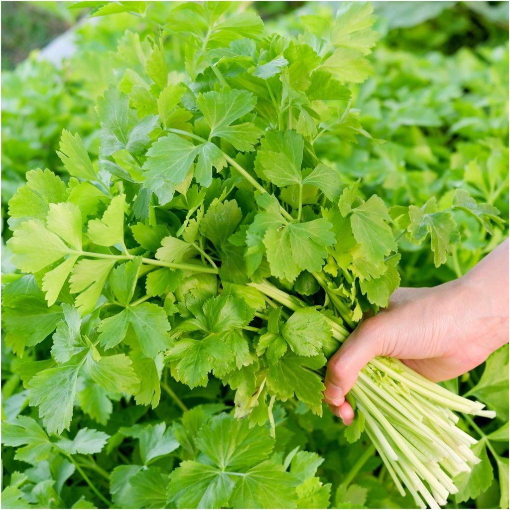 Celery Tender Crisp seeds - Happy Valley Seeds