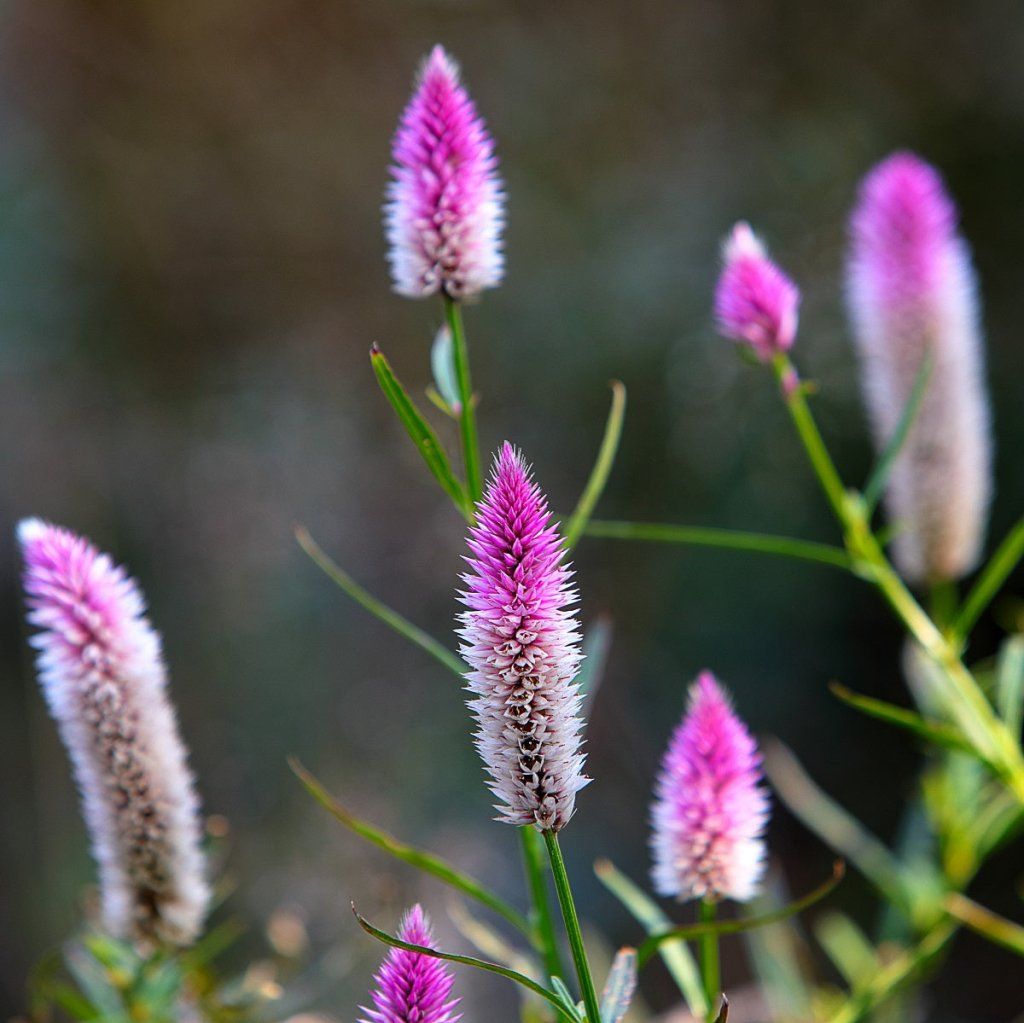 Celosia - Flamingo Feather seeds - Happy Valley Seeds