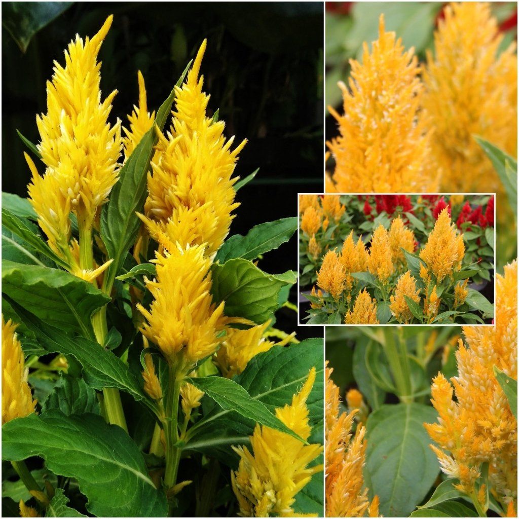 Celosia - Lilliput Golden Feather seeds - Happy Valley Seeds