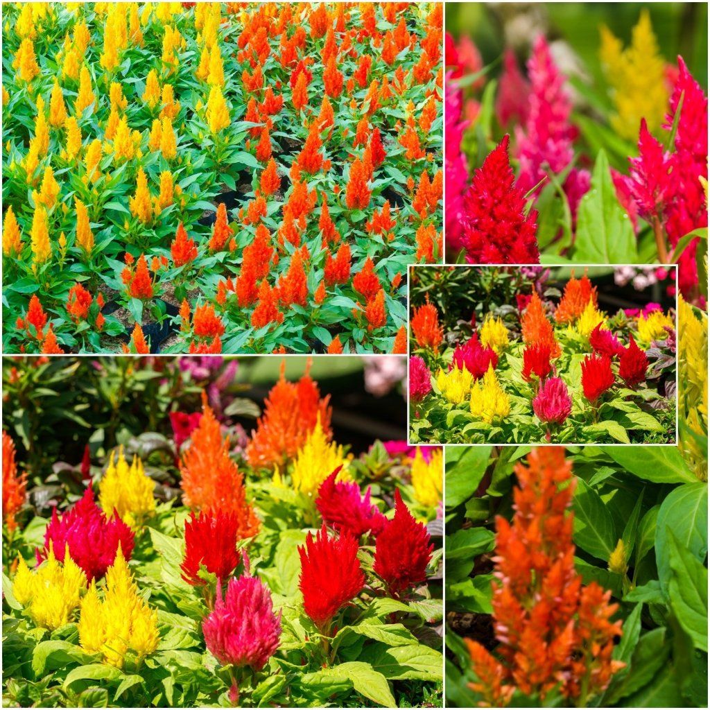 Celosia - Lilliput Kewpie Mix seeds - Happy Valley Seeds