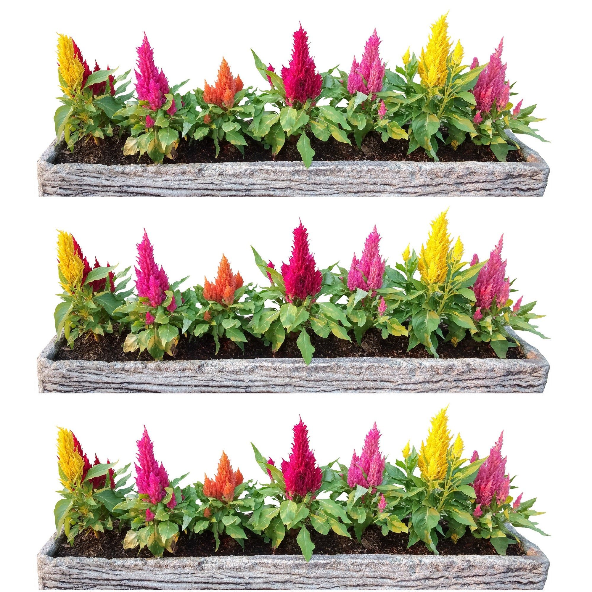 Celosia - Lilliput Mixed seeds