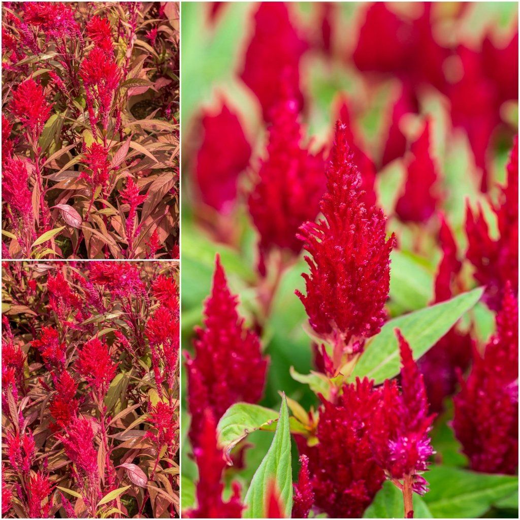 Celosia - Scarlet Plume seeds - Happy Valley Seeds