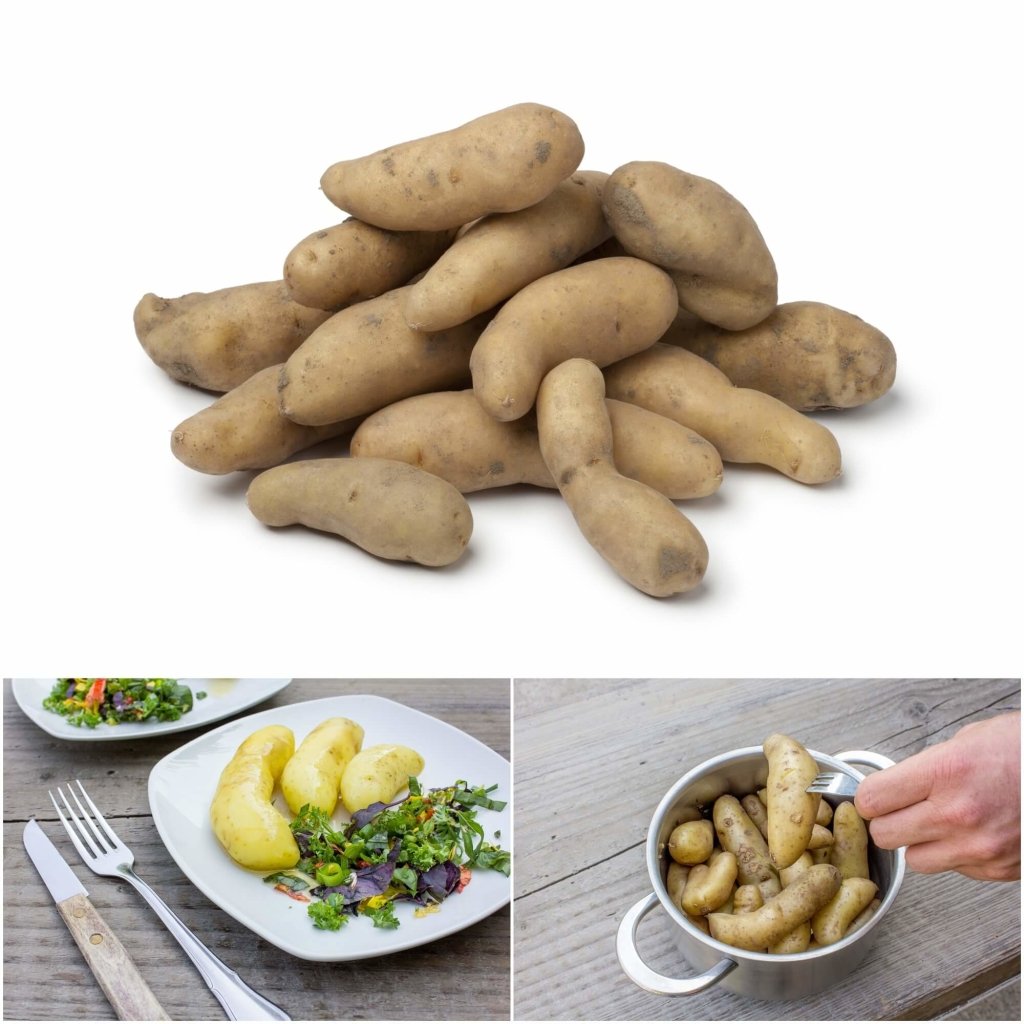 Certified Seed Potato - La Ratte - Happy Valley Seeds
