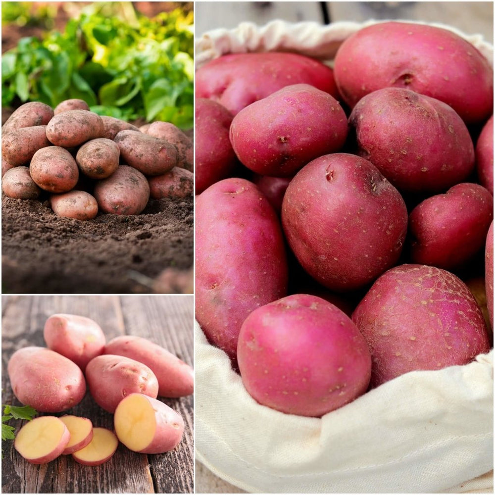 Buy Certified Seed Potato Red Lady Online Happy Valley Seeds