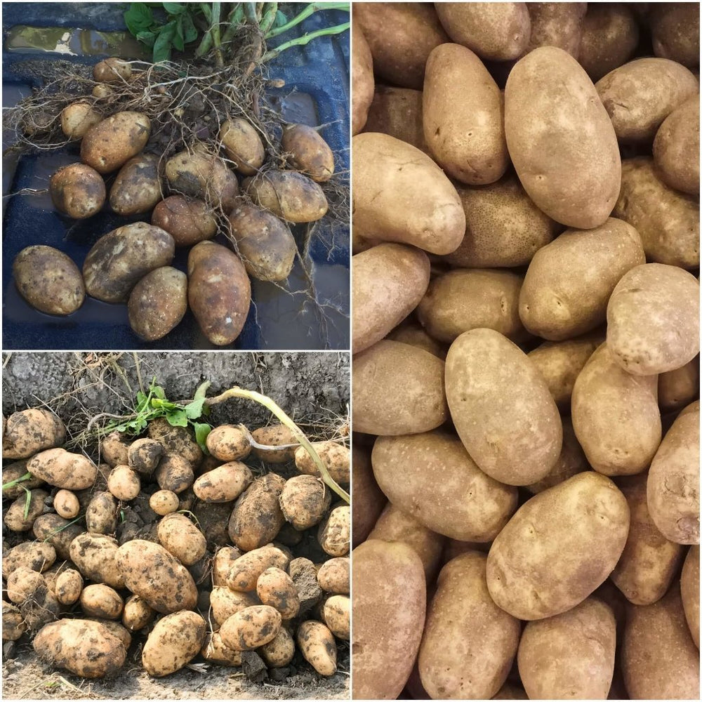 Buy Certified Seed Potato Russet Burbank Online Happy Valley Seeds
