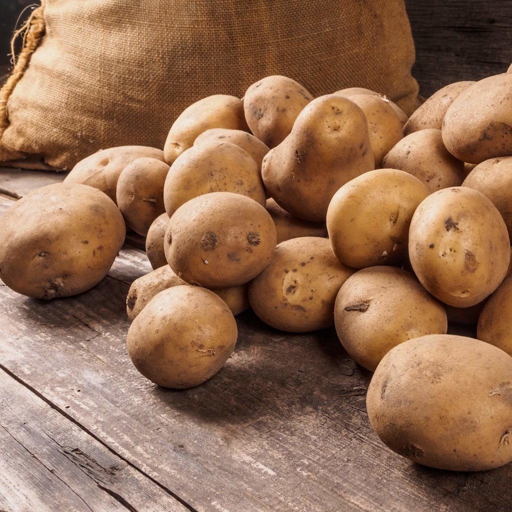 Certified Seed Potato - Sebago - Happy Valley Seeds
