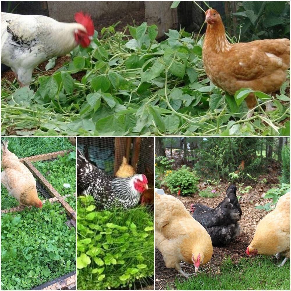 Chicken Forage Seeds Mix