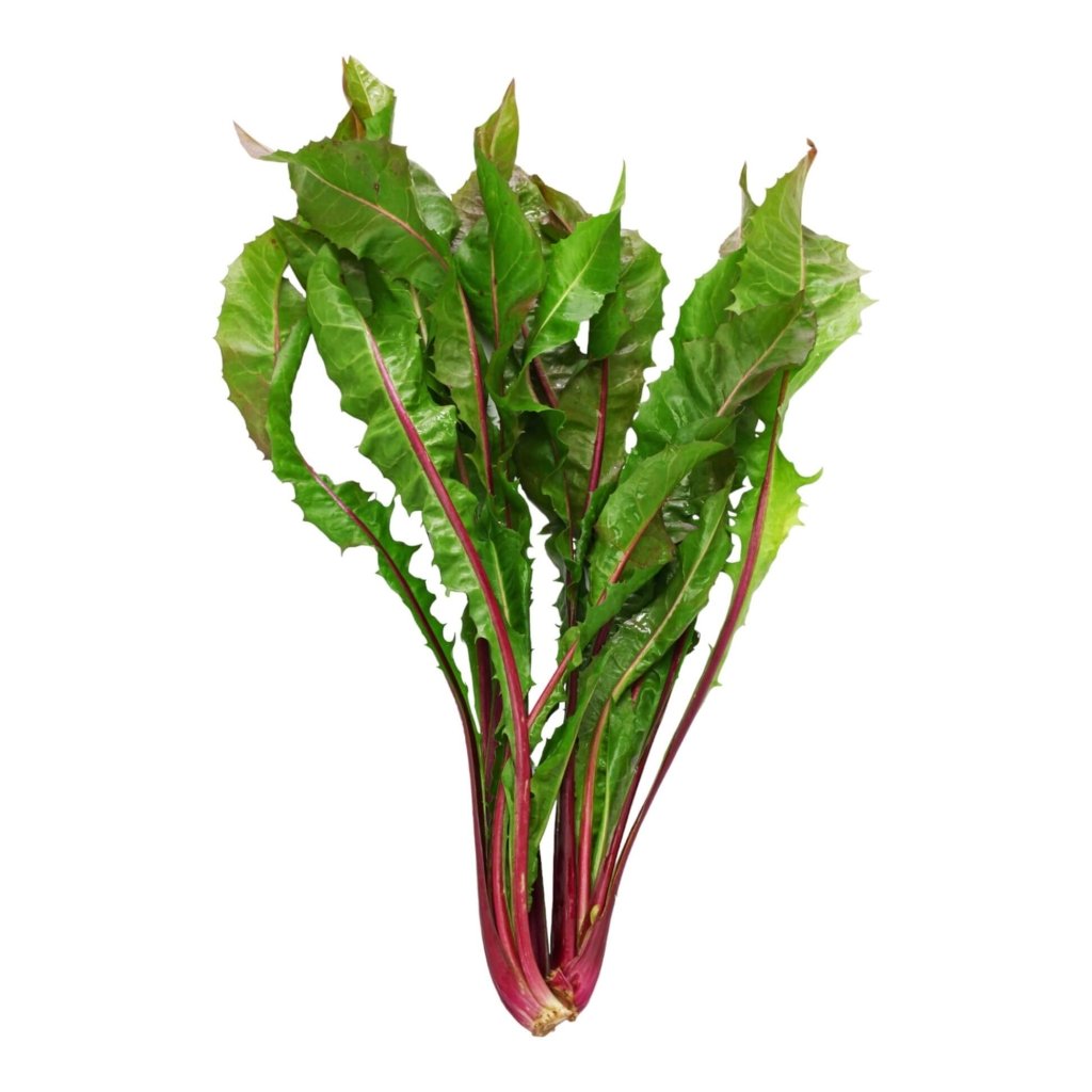 Chicory - Italiko Rosso (Red Dandelion) seeds - Happy Valley Seeds