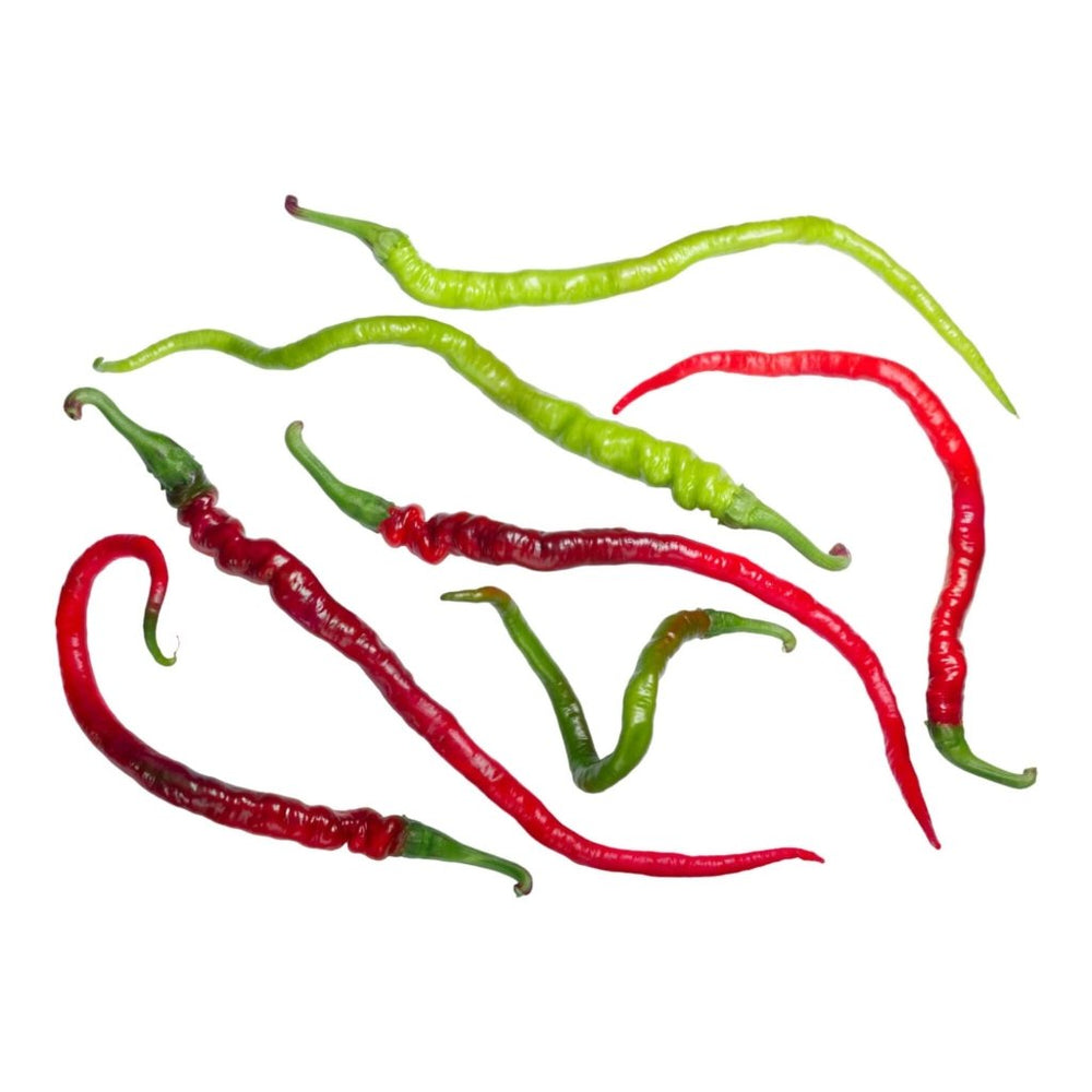 Semi Di Peperoncino Bangalore Wippets Tail - 10 Semi Per Coltivatori Esperti - 3