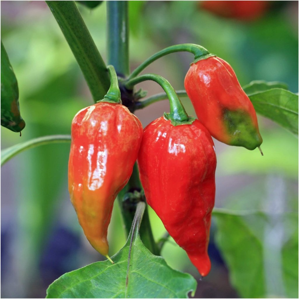 Chilli - Bhut Jolokia Red seeds - Happy Valley Seeds