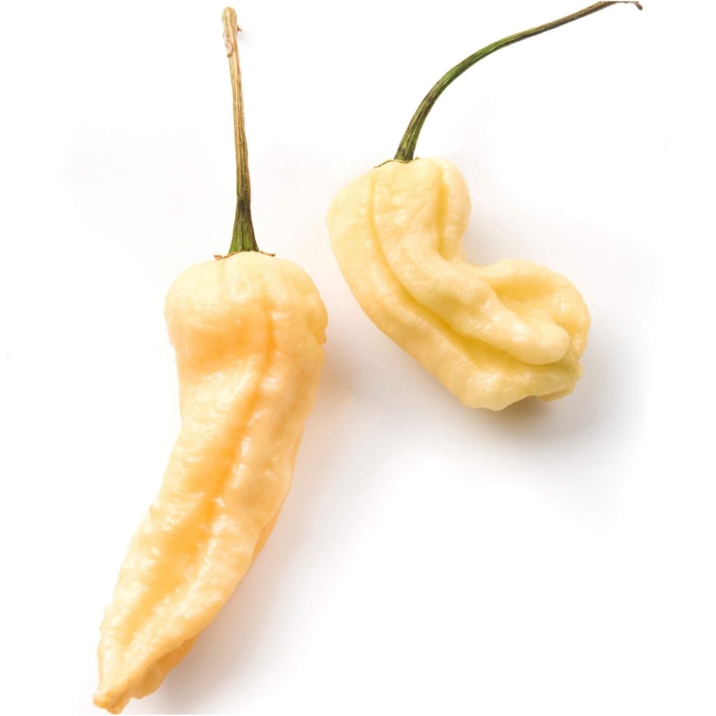 Chilli - Bhut Jolokia White seeds - Happy Valley Seeds