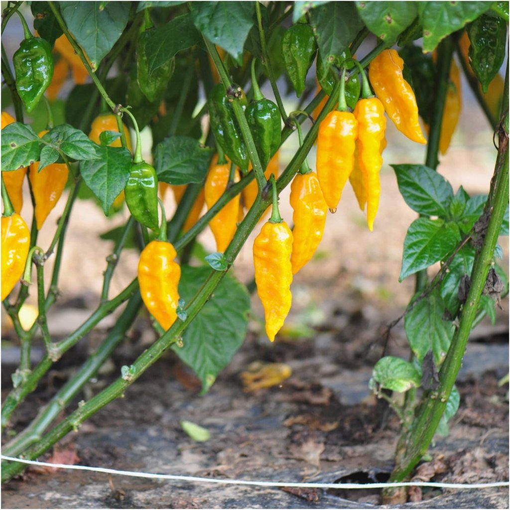 Chilli - Bhut Jolokia Yellow seeds - Happy Valley Seeds