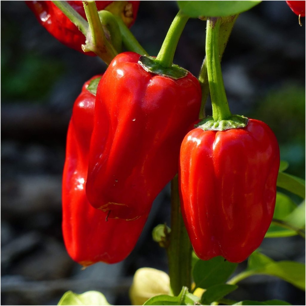 Chilli - Bido Tacana RED seeds - Happy Valley Seeds