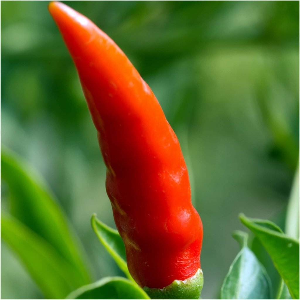 Chilli - Birds Eye LARGE seeds - Happy Valley Seeds