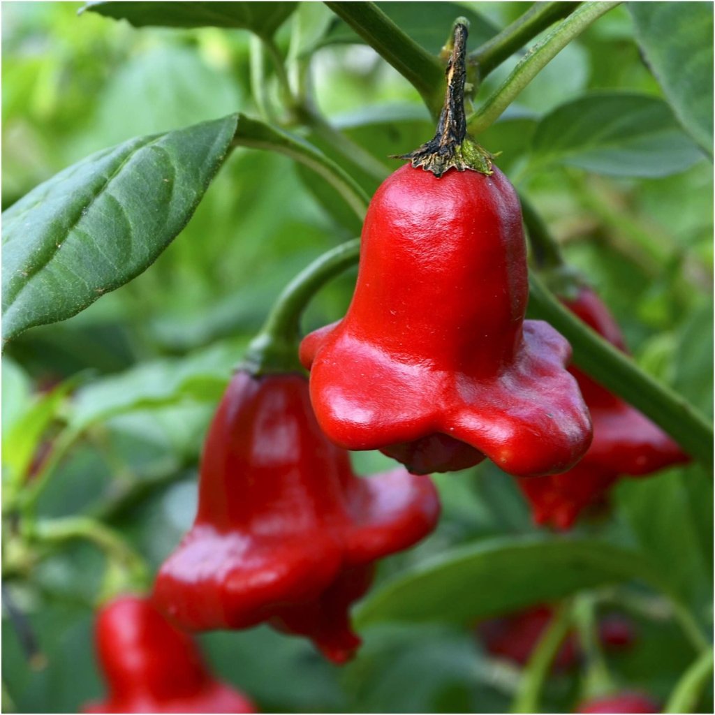 Chilli - Bishops Crown seeds - Happy Valley Seeds