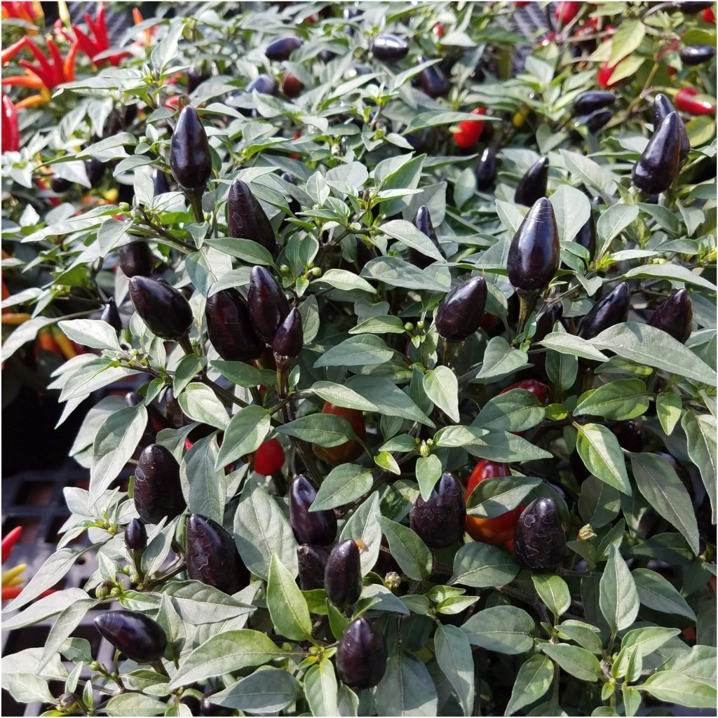 Chilli - Black Olive seeds - Happy Valley Seeds