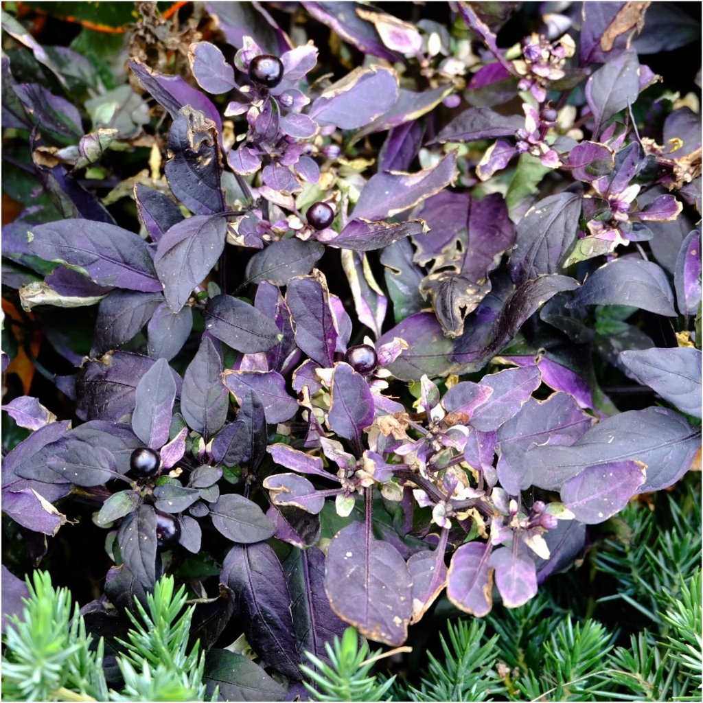 Chilli - Black Prince Dark Leaf seeds - Happy Valley Seeds
