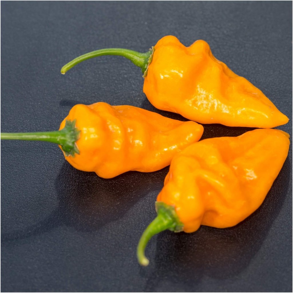 Chilli - Bonda Ma Jaques (Yellow) seeds - Happy Valley Seeds