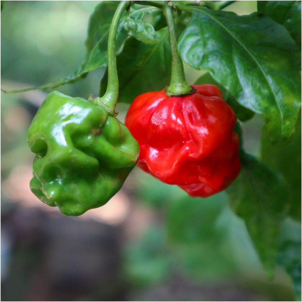 Chilli - BTR seeds - Happy Valley Seeds