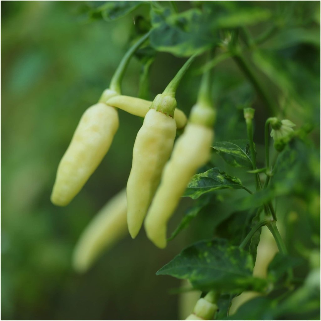 Chilli - Caterpillar or Habanero Aribibi Gusano seeds - Happy Valley Seeds