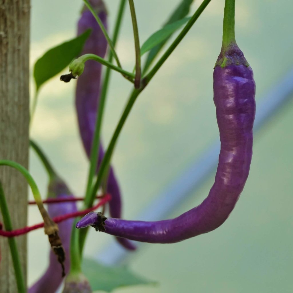 Chilli - Cayenne Purple seeds - Happy Valley Seeds