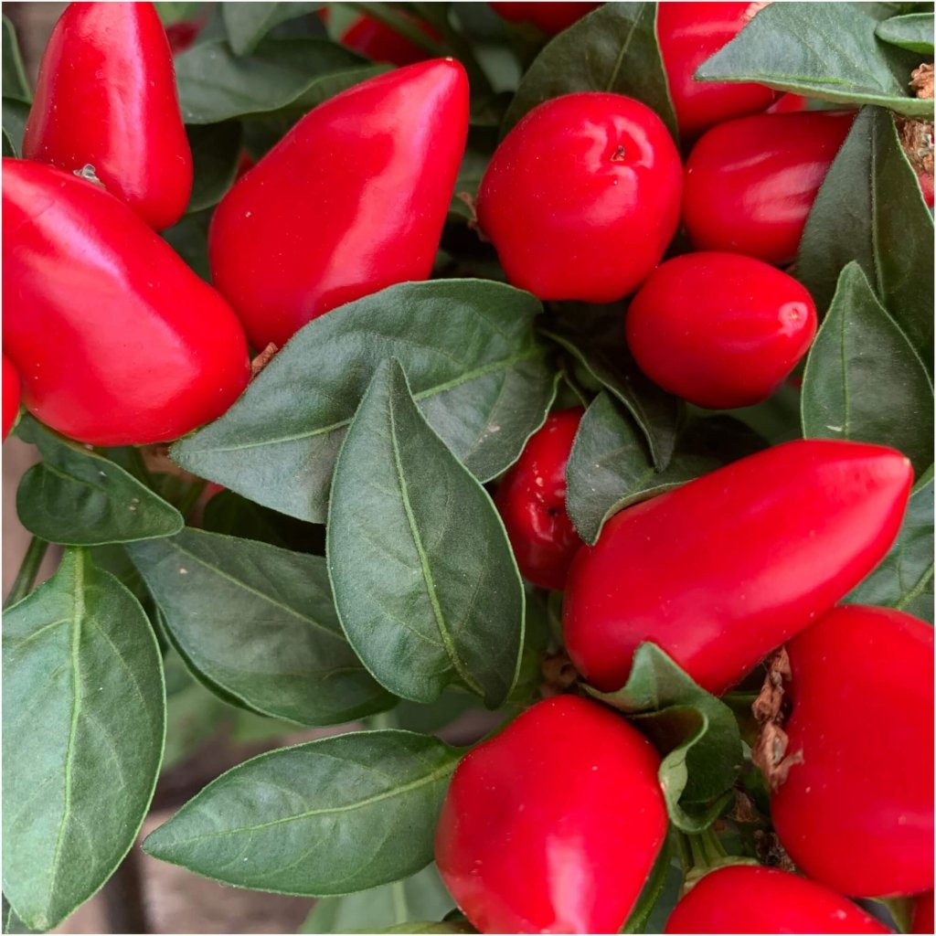 Chilli - Coba seeds - Happy Valley Seeds