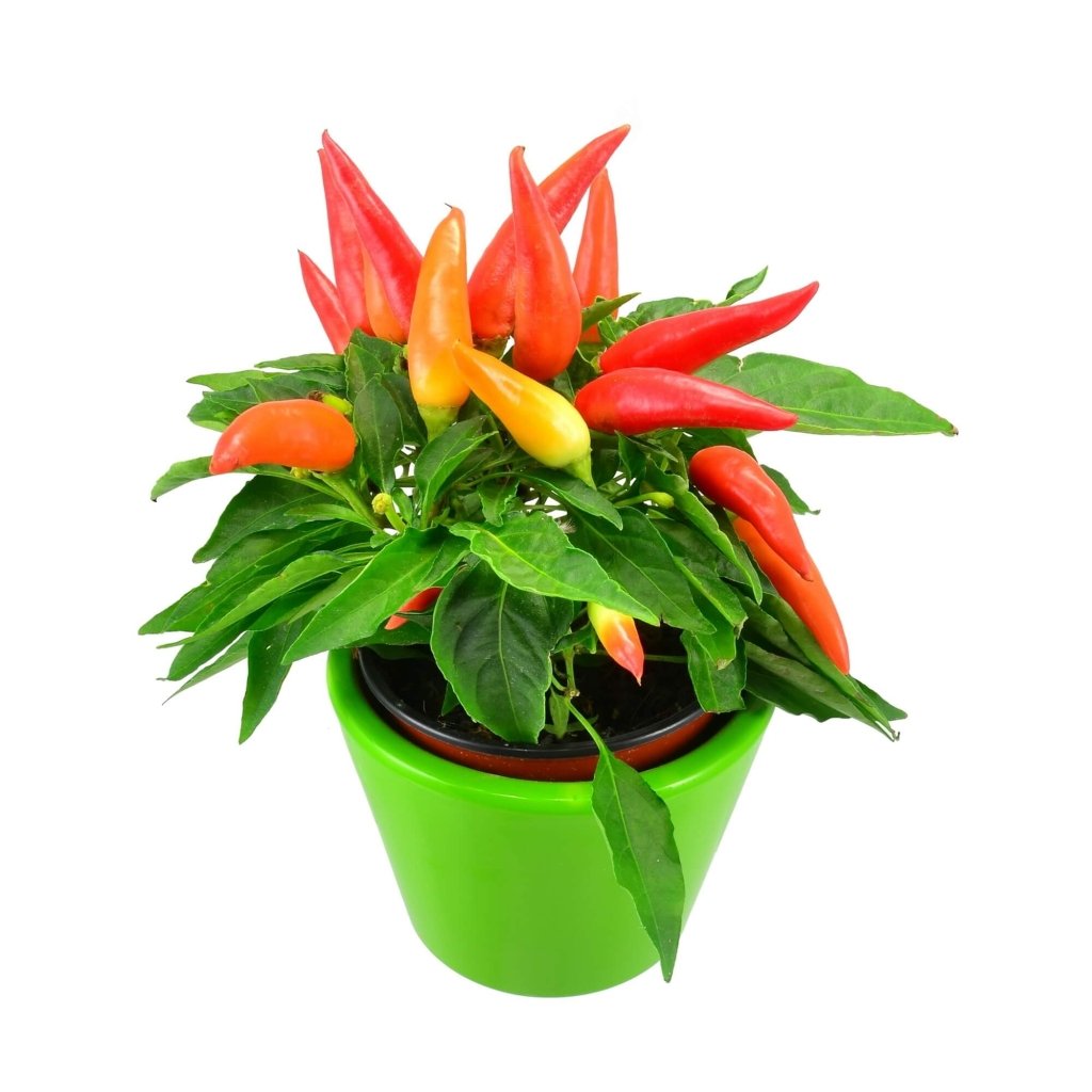Chilli - Cupala Ornamental seeds - Happy Valley Seeds