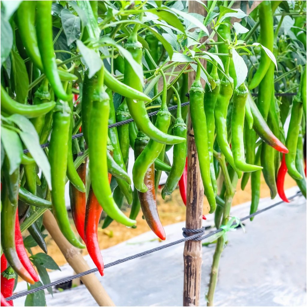 Chilli - Delhi F1 (Long) seeds - Happy Valley Seeds