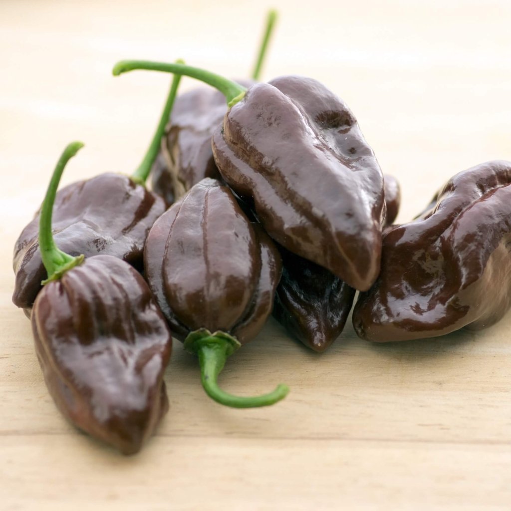 Chilli - Douglah Cappy's Strain Chocolate seeds - Happy Valley Seeds