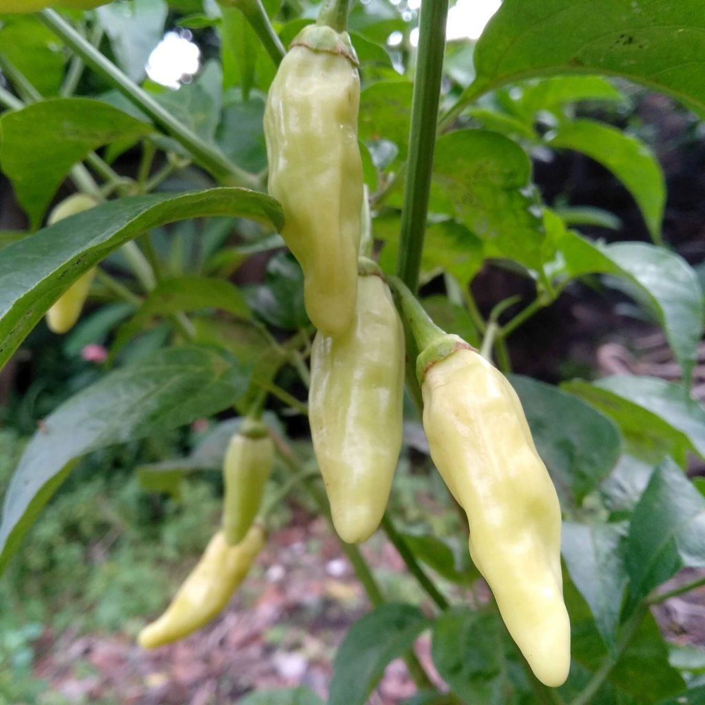Chilli - Fatalii White seeds - Happy Valley Seeds