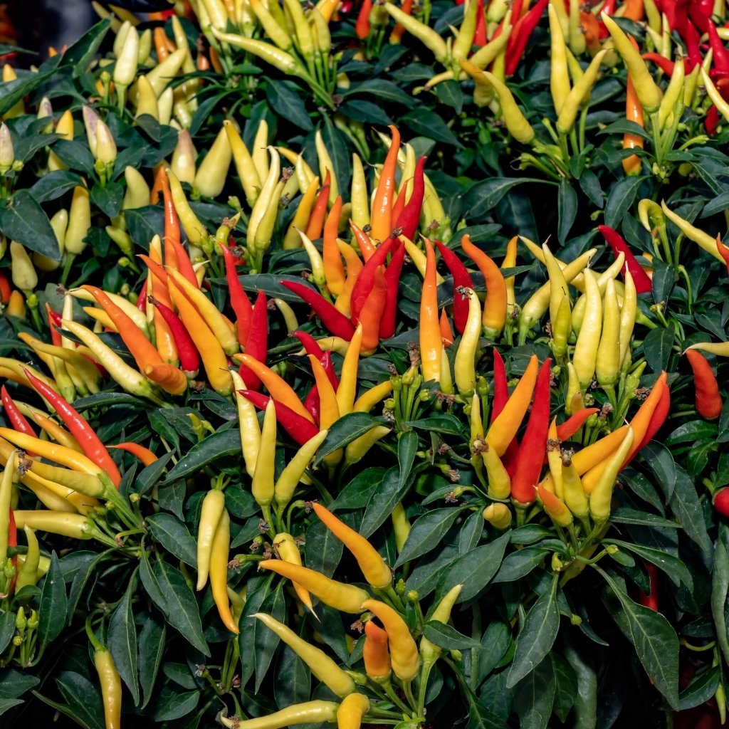Chilli - Fire & Ice seeds - Happy Valley Seeds