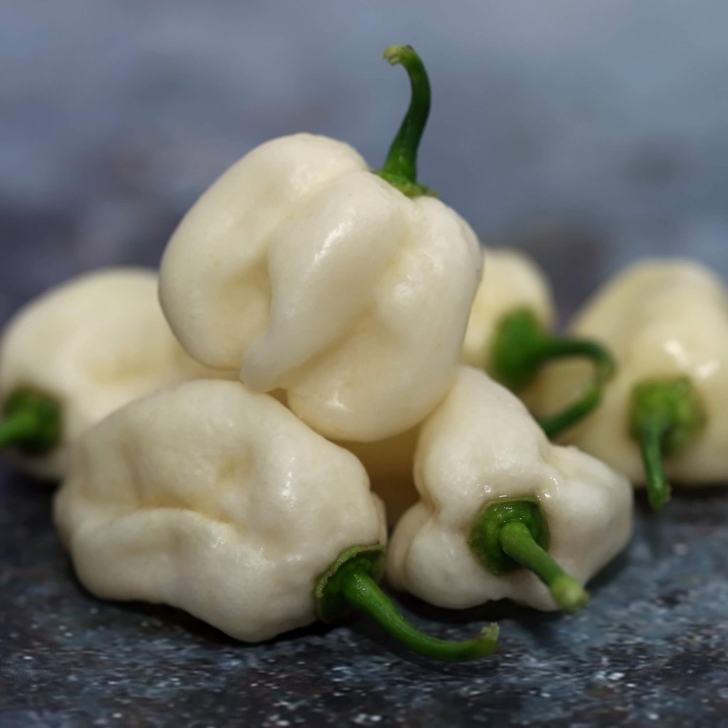 Chilli - Habanero White seeds - Happy Valley Seeds