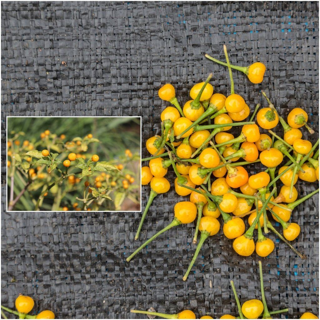 Chilli - Habanero Yellow Jelly Bean seeds - Happy Valley Seeds