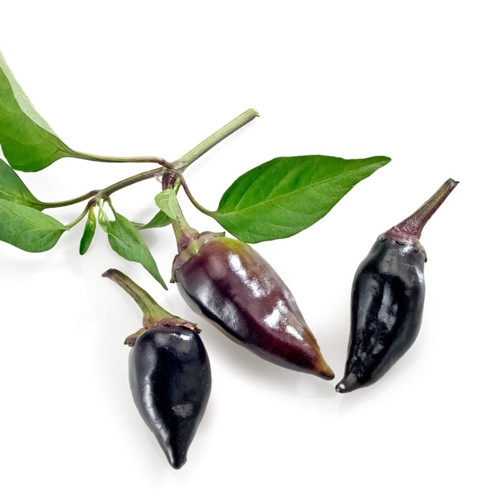 Chilli - Hungarian Black seeds - Happy Valley Seeds