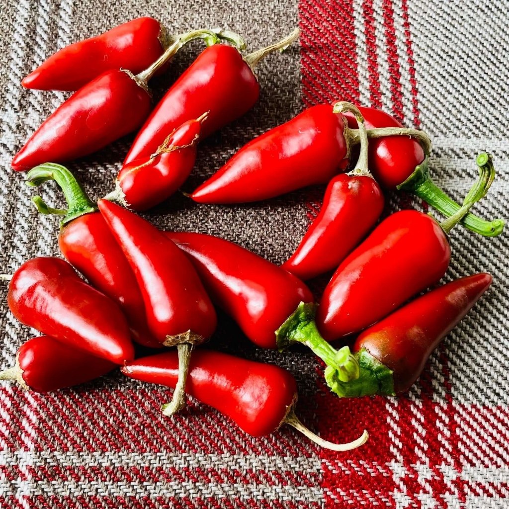 Chilli - Little Hottie F1 seeds - Happy Valley Seeds