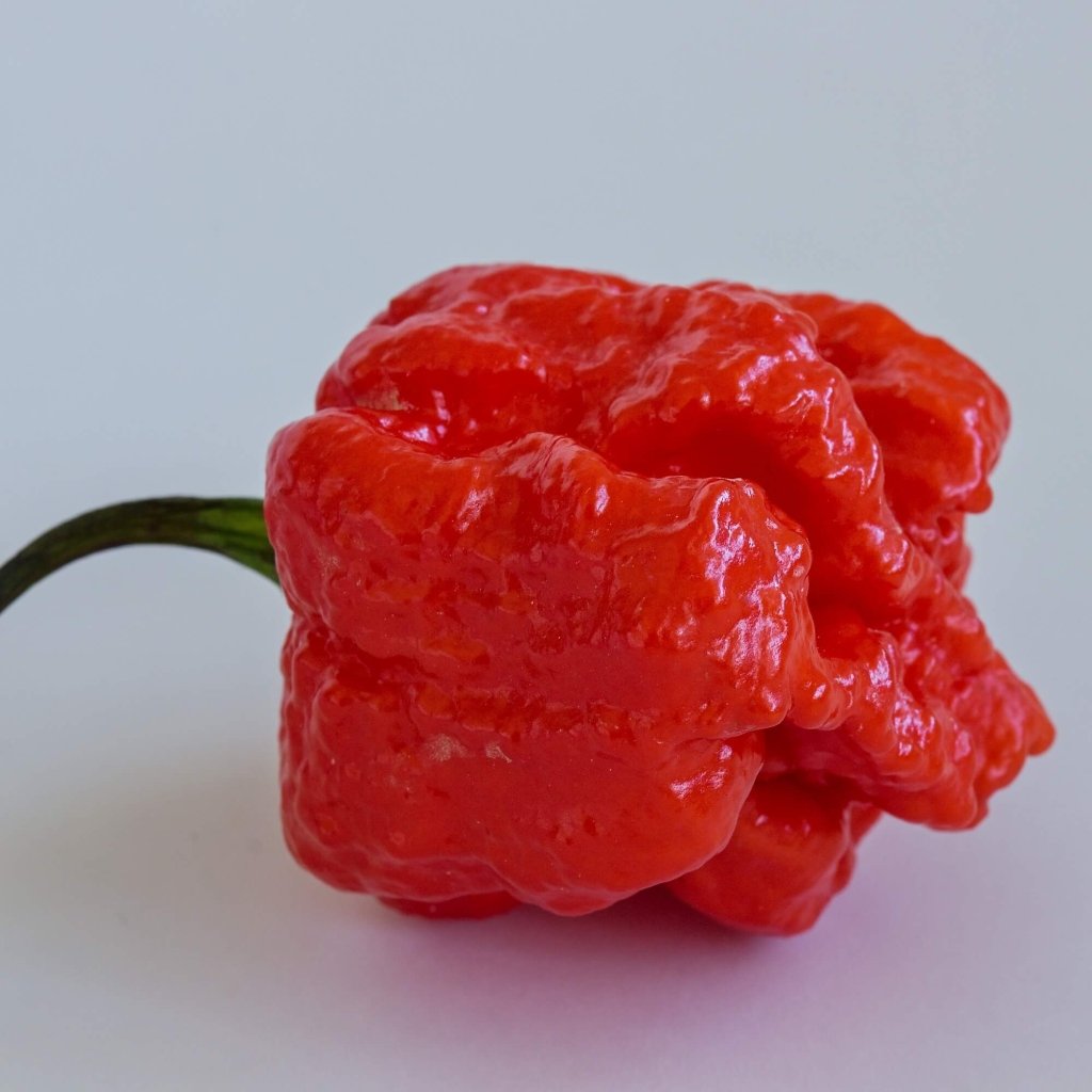 Chilli - MA Wartryx seeds - Happy Valley Seeds