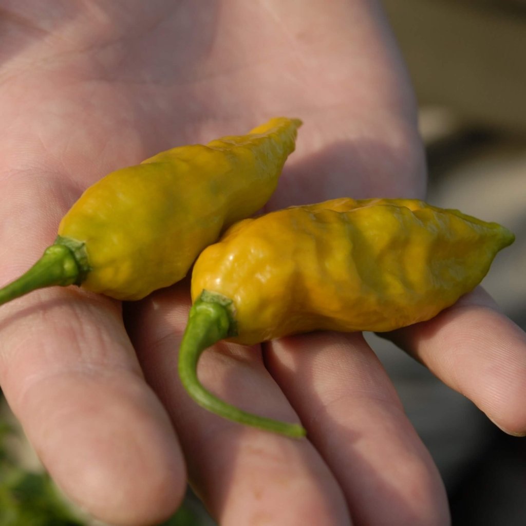 Chilli - Monkey Face Orange seeds - Happy Valley Seeds