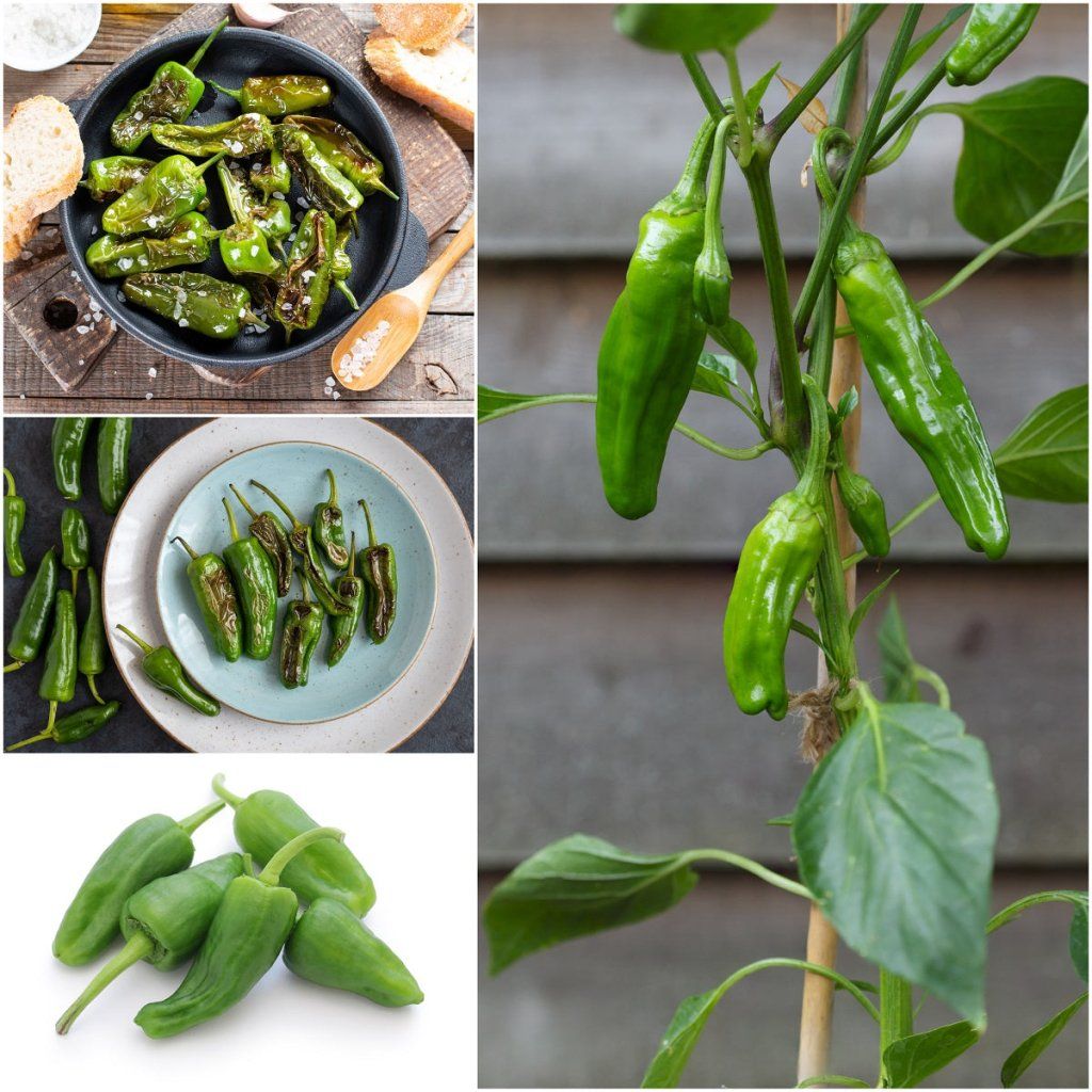 Chilli - Padron seeds - Happy Valley Seeds