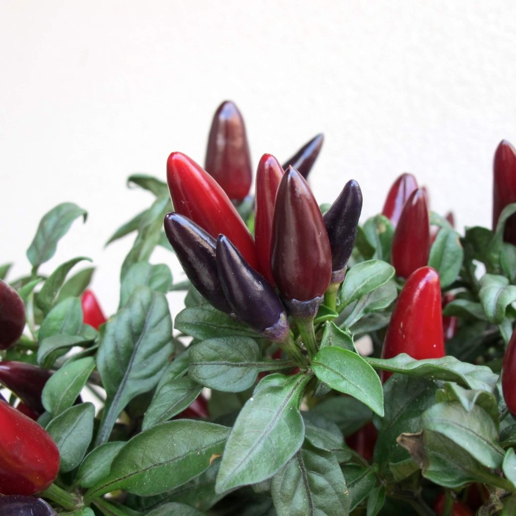 Chilli - Paracho Ornamental seeds - Happy Valley Seeds