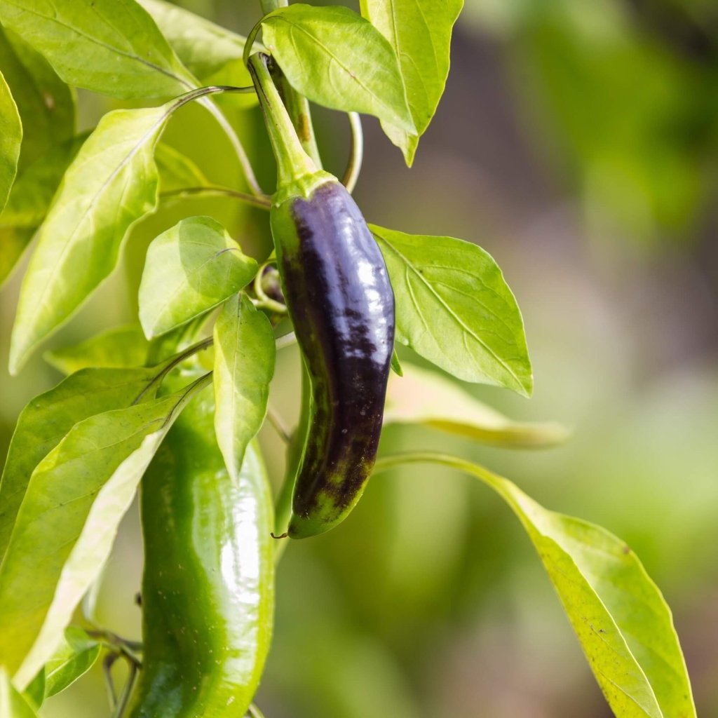 Chilli - Pink Tiger seeds - Happy Valley Seeds
