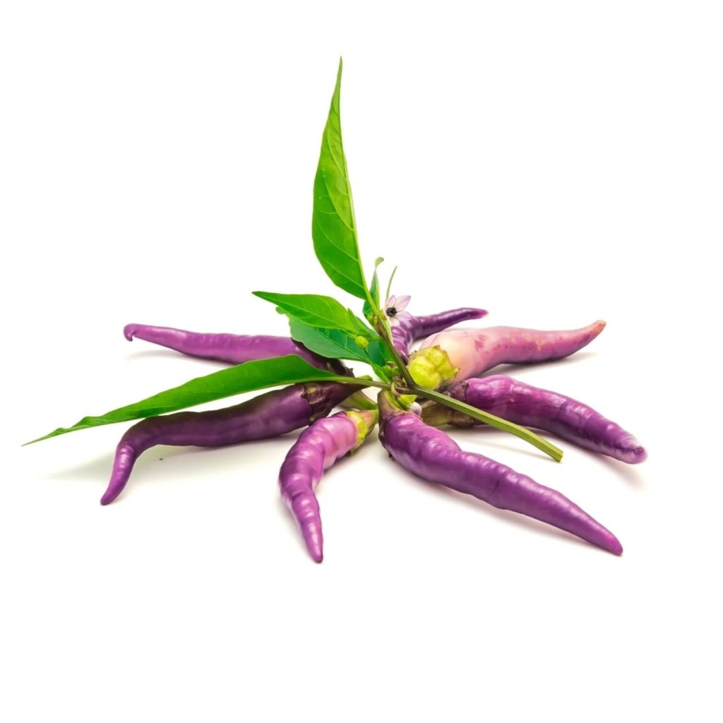 Chilli - Purple Haze seeds - Happy Valley Seeds