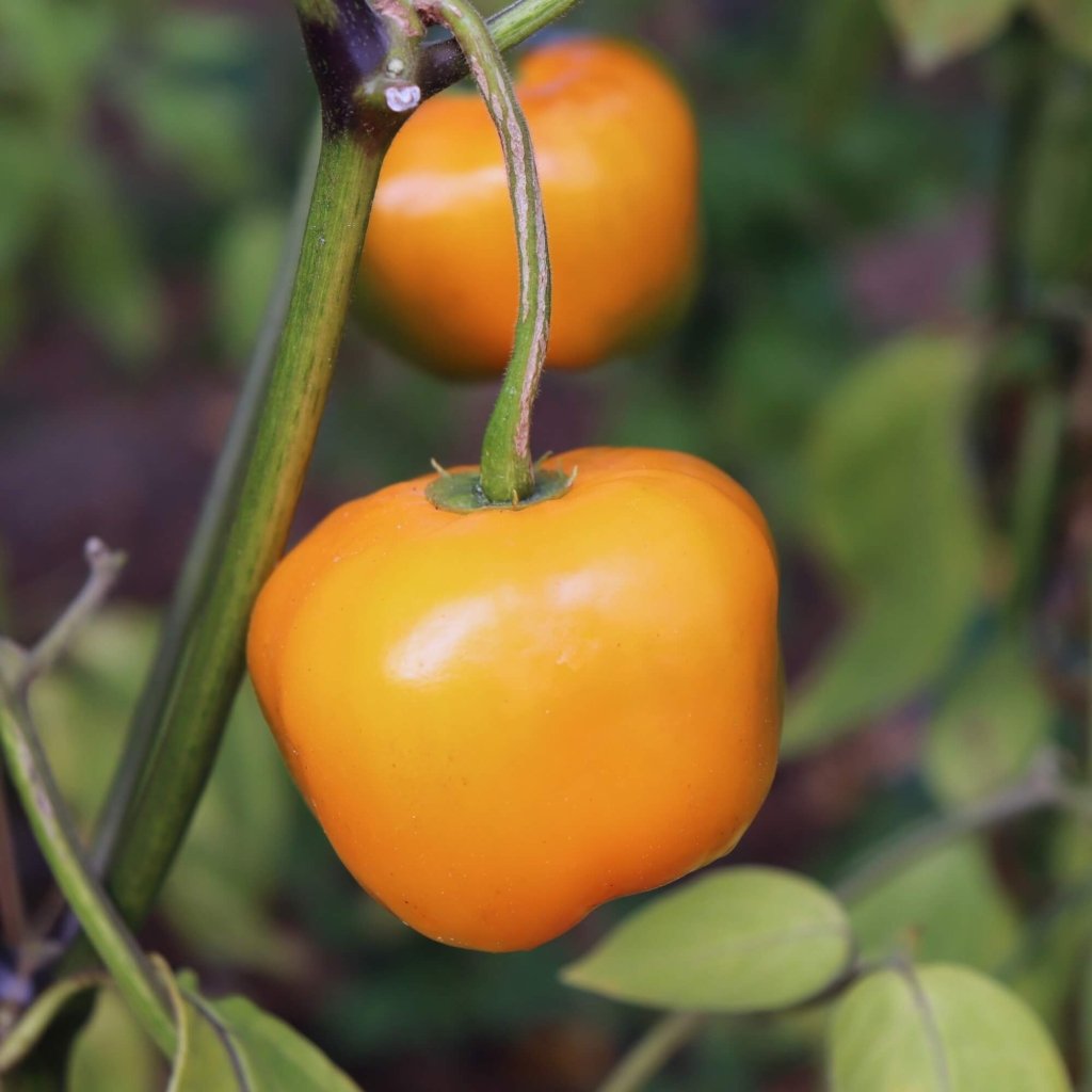 Chilli - Rocoto Manzano Orange seeds - Happy Valley Seeds