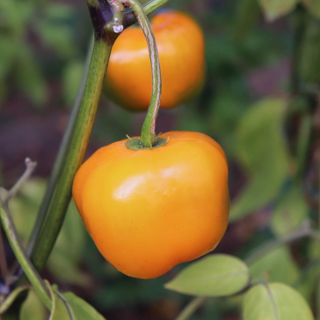 Buy Chilli - Rocoto Manzano Orange seeds Online | Happy Valley Seeds
